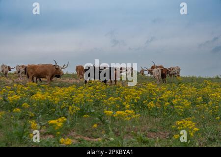 Un troupeau de bétail Longhorn debout dans un pâturage rempli de jaune, le Goldenrod de Californie fleurit un matin nuageux. Banque D'Images