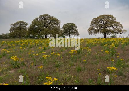 Des arbres alignés au sommet d'une colline à l'horizon au-delà d'un pré rempli de fleurs de Goldenrod de Californie jaune et vibrantes le matin. Banque D'Images