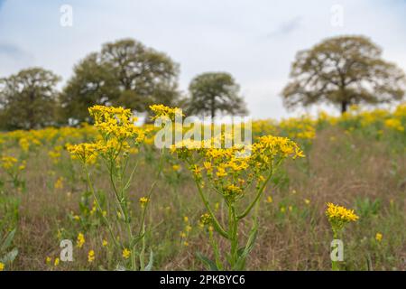 Gros plan de quelques fleurs de Goldenrod de Californie jaune vif qui fleurissent dans un champ avec quelques arbres qui poussent à l'horizon lointain. Banque D'Images