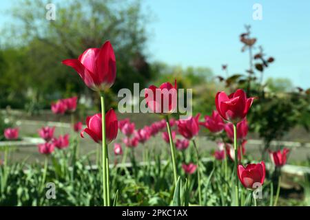 Magnifiques tulipes roses poussant dans le jardin. Saison de printemps Banque D'Images