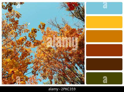 Palette de couleurs appropriée à la photo de beaux arbres avec des feuilles d'automne Banque D'Images