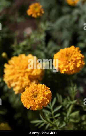 beauté des fleurs de souci dans le jardin Banque D'Images