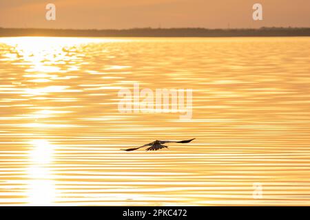 Une silhouette d'oiseau noir vole bas au-dessus de l'eau ondulée du lac vers le coucher du soleil. L'eau reflète la lumière dorée du soleil. Banque D'Images