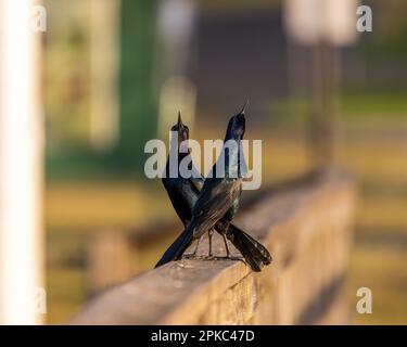 Une photo de deux grackles debout sur le pont lors d'une cérémonie d'accouplement, Apopka Lake, Floride. Banque D'Images