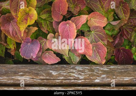 Epimedium rubrum persan. Chapeau de Bishop ou plante de barrenmotte avec un fond en bois. Epimedium x rubrum plante communément connue sous le nom de Barrenmoort. Résumé l Banque D'Images