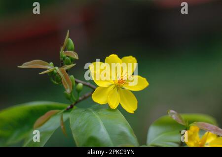 Ochna integerrima, Hoa mai vang Vietnam, Asie, Thaïlande Banque D'Images