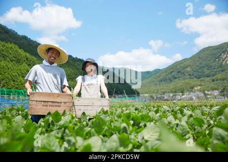 Homme et femme tenant des caisses en bois dans le champ Banque D'Images
