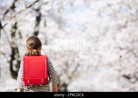 Vue arrière d'une fille de l'école élémentaire marchant le long de la route bordée de cerisiers en fleurs Banque D'Images