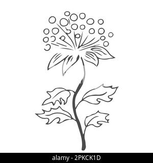 Doodle feuilles dessinées à la main, feuillage, jolie plante esthétique élégante isolée sur fond blanc. Bordure, élément de conception, dessin esquissé. Illustration vectorielle Illustration de Vecteur