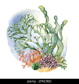 Composition de plantes marines colorées aquarelle illustration isolée sur blanc. Laminaria, algues, tache bleue tirée à la main. Elément de conception pour le boîtier, l Banque D'Images