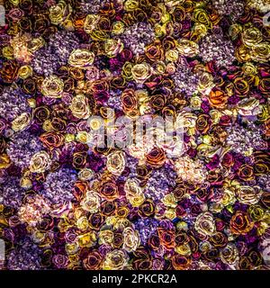 Composition multicolore de fleurs comme arrière-plan. Banque D'Images