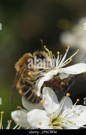 Ferme-plan vertical naturel sur une abeille solitaire coquetaire jeune mâle, Colletes cunicularius, buvant le nectar d'une fleur de Blackthorn blanche Banque D'Images