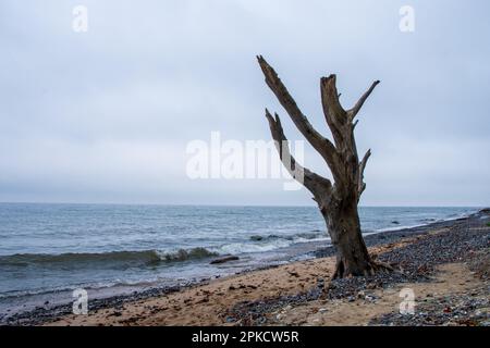 Un seul arbre mort debout sur une plage de sable de la mer Baltique avec ciel nuageux Banque D'Images