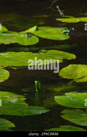 Gros plan de nénuphars verts frais sur la surface sombre d'un étang tranquille. L'accent est mis sur une nouvelle feuille qui se déploie, représentant la croissance et la nature Banque D'Images