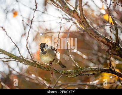 Gros plan d'un oiseau d'arneaire eurasien assis sur un arbre Banque D'Images