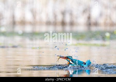 Kingfisher, Alcedo près de Bourne, Lincolnshire Banque D'Images