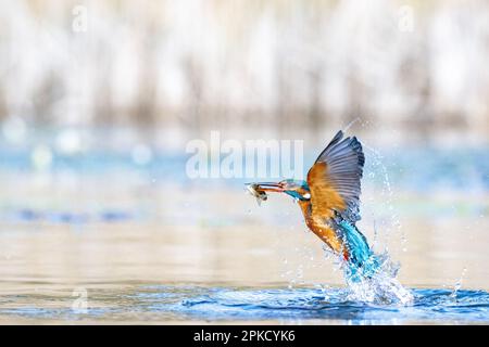 Kingfisher, Alcedo près de Bourne, Lincolnshire Banque D'Images