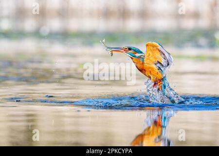 Kingfisher, Alcedo près de Bourne, Lincolnshire Banque D'Images