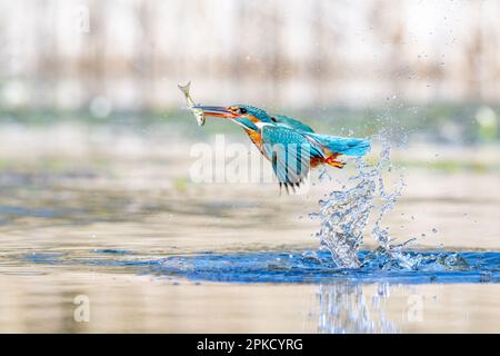 Kingfisher, Alcedo près de Bourne, Lincolnshire Banque D'Images