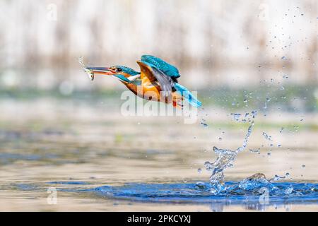 Kingfisher, Alcedo près de Bourne, Lincolnshire Banque D'Images