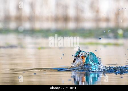 Kingfisher, Alcedo près de Bourne, Lincolnshire Banque D'Images