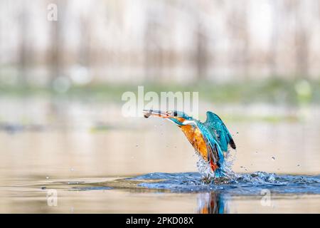 Kingfisher, Alcedo près de Bourne, Lincolnshire Banque D'Images