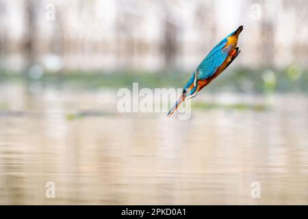 Kingfisher, Alcedo près de Bourne, Lincolnshire Banque D'Images