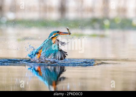 Kingfisher, Alcedo près de Bourne, Lincolnshire Banque D'Images