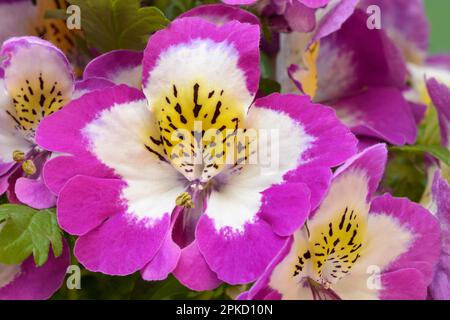 Fleurs d'un Schizanthus, orchidée paysanne, fleur ornementale Banque D'Images