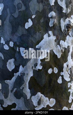 Écorce d'un platane (Platanus) Banque D'Images