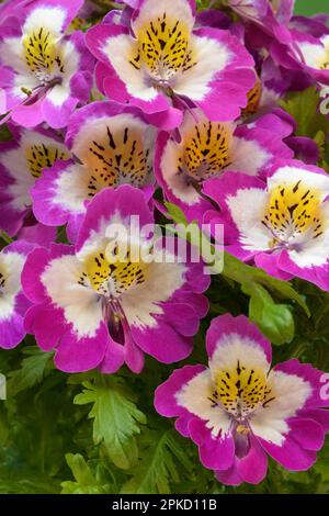 Fleurs d'un Schizanthus, orchidée paysanne, fleur ornementale Banque D'Images