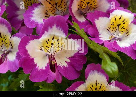 Fleurs d'un Schizanthus, orchidée paysanne, fleur ornementale Banque D'Images