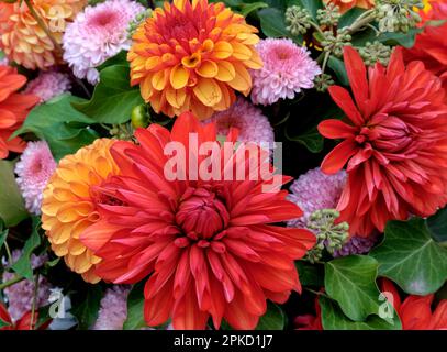Un bouquet coloré de dahlias (Dahlia) Banque D'Images