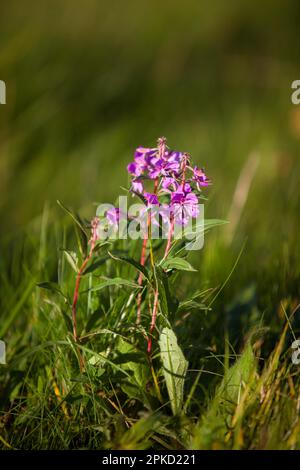 Plante à fleurs violettes sur la prairie de montagne près de Stiege Banque D'Images