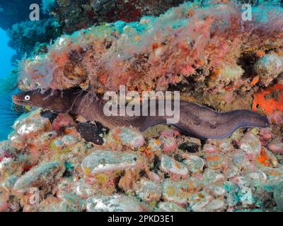 Anguille de Moray noire (Muraena augusti), site de plongée du récif de Pasito Blanco, Arguineguin, Gran Canaria, Espagne, Océan Atlantique Banque D'Images