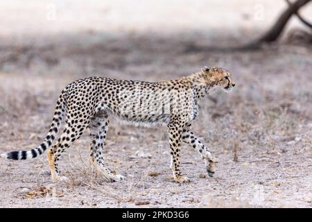 Cheetah (Acinonyx jubatus), marche à pied, réserve nationale de Samburu, Kenya Banque D'Images