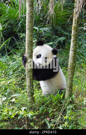 Panda, jeune géant âgé de deux ans, Centre chinois de conservation et de recherche pour les pandas géants (Ailuropoda melanoluca), Chengdu, Sichuan, Chine Banque D'Images