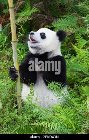 Jeune panda géant de deux ans, Centre chinois de conservation et de recherche pour les pandas géants (Ailuropoda melanoluca), Chengdu, Sichuan, Chine Banque D'Images