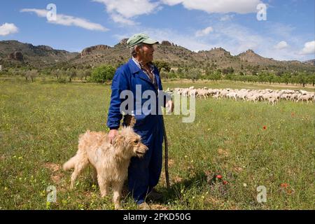 Élevage de moutons, berger avec berger, debout près du troupeau, montagnes de la Sierra de Segura, Castilla la Mancha, Espagne Banque D'Images