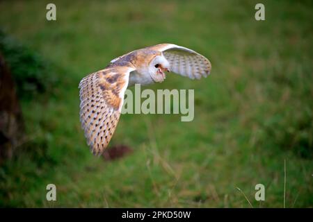 Barn Owl (Tyto alba), adulte, Kasselburg, Eifel, Allemagne, Europe Banque D'Images