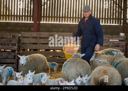 Ferme de moutons, fermier avec seau, nourrissant des brebis avec des agneaux dans la grange à l'époque de l'agissement, North Yorkshire, Angleterre, Royaume-Uni Banque D'Images