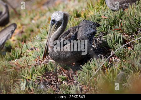 Vues sur les oiseaux pélican marron de Californie sur Pismo Beach, Californie, États-Unis. Banque D'Images