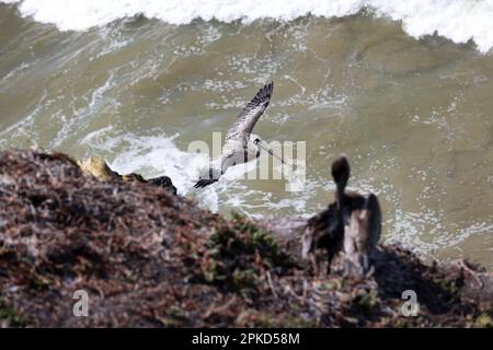 Vues sur les oiseaux pélican marron de Californie sur Pismo Beach, Californie, États-Unis. Banque D'Images