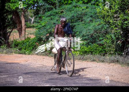 Un vieil homme portant un gourde de serpent végétal (Trichostanthes cucucumerina) à vélo, Tamil Nadu, Inde du Sud, Inde, Asie Banque D'Images