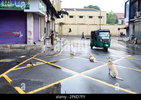 Tuktuk et chiens errants à Colombo, Sri Lanka Banque D'Images