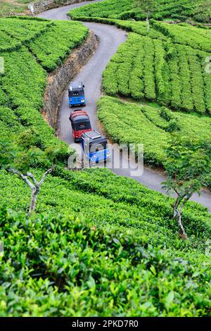 Visite en tuk-tuk du jardin de thé de Dambatenne, Haputale, Sri Lanka Banque D'Images