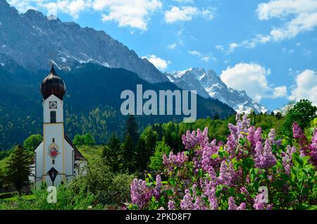 Zugspitzgruppe, Zugspitze, Waxensteine, buisson lilas, église de village, Werdenfels, Grainau, Bavière, Allemagne Banque D'Images