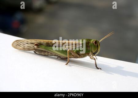 Locusta migratoria manilensis (Locusta migratoria manilensis) soleil matinal : (pix Sanjiv Shukla) Banque D'Images