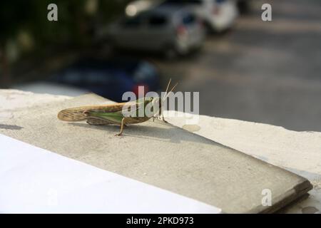 Locusta migratoria manilensis (Locusta migratoria manilensis) soleil matinal : (pix Sanjiv Shukla) Banque D'Images