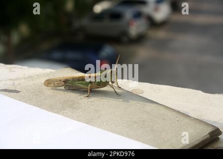 Locusta migratoria manilensis (Locusta migratoria manilensis) soleil matinal : (pix Sanjiv Shukla) Banque D'Images